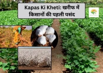 Kapas Ki Kheti: खरीफ में किसानों की पहली पसंद