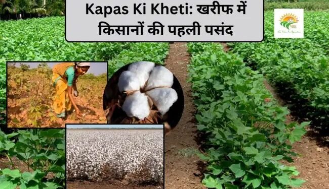 Kapas Ki Kheti: खरीफ में किसानों की पहली पसंद