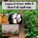 Kapas Ki Kheti: खरीफ में किसानों की पहली पसंद