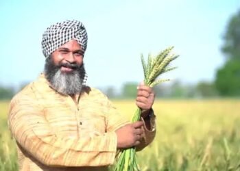 बारिश से बिगड़ी फसल पर राहत: पंजाब में 70% तक खराब चमक वाला गेहूं भी MSP पर खरीदेगी सरकार