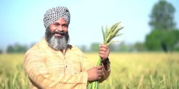 बारिश से बिगड़ी फसल पर राहत: पंजाब में 70% तक खराब चमक वाला गेहूं भी MSP पर खरीदेगी सरकार