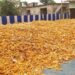 पनामा विल्ट से ‘पीला सोना’ हुआ बीमार, खगड़िया के खेतों में अब मक्का बना नया सहारा
