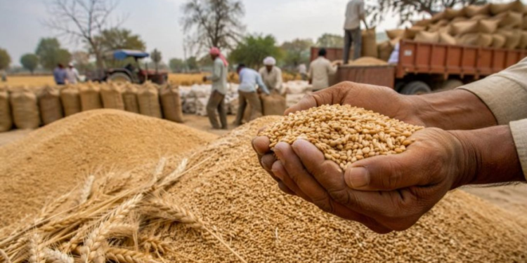 बारिश से खराब गेहूं पर भी मिलेगा MSP: दिल्ली सरकार का बड़ा फैसला, किसानों को राह