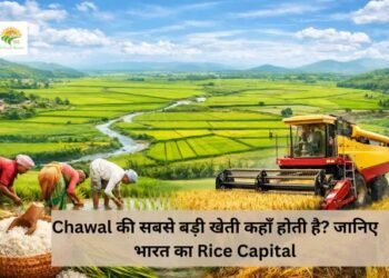 Chawal की सबसे बड़ी खेती कहाँ होती है? जानिए भारत का Rice Capital