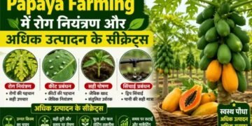 Papaya Farming में रोग नियंत्रण और अधिक उत्पादन के सीक्रेट्स
