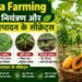 Papaya Farming में रोग नियंत्रण और अधिक उत्पादन के सीक्रेट्स