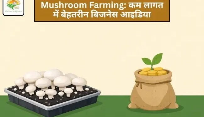 Mushroom Farming: कम लागत में बेहतरीन बिजनेस आइडिया