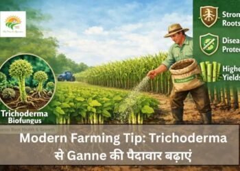 Modern Farming Tip: Trichoderma से Ganne की पैदावार बढ़ाएं