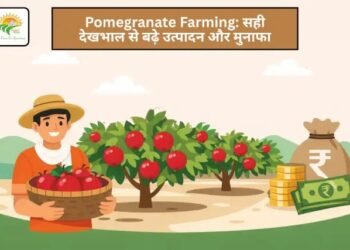 Pomegranate Farming: सही देखभाल से बढ़े उत्पादन और मुनाफा