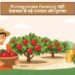 Pomegranate Farming: सही देखभाल से बढ़े उत्पादन और मुनाफा