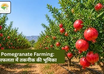 Pomegranate Farming: सफलता में तकनीक की भूमिका
