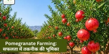 Pomegranate Farming: सफलता में तकनीक की भूमिका