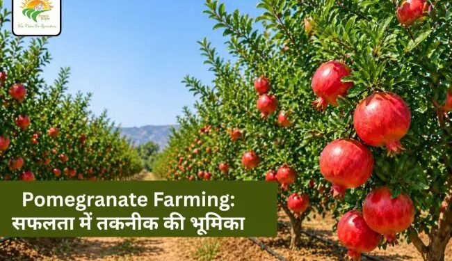 Pomegranate Farming: सफलता में तकनीक की भूमिका