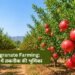 Pomegranate Farming: सफलता में तकनीक की भूमिका
