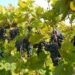 Black Grapes छोटे किसानों के लिए बड़ा अवसर
