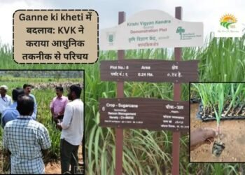 Ganne ki kheti में बदलाव: KVK ने कराया आधुनिक तकनीक से परिचय