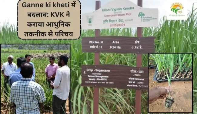 Ganne ki kheti में बदलाव: KVK ने कराया आधुनिक तकनीक से परिचय