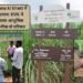 Ganne ki kheti में बदलाव: KVK ने कराया आधुनिक तकनीक से परिचय