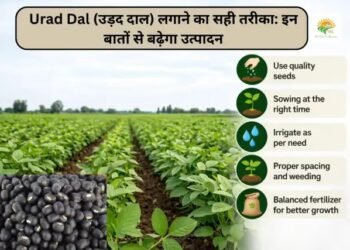 Urad Dal (उड़द दाल) लगाने का सही तरीका: इन बातों से बढ़ेगा उत्पादन