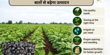 Urad Dal (उड़द दाल) लगाने का सही तरीका: इन बातों से बढ़ेगा उत्पादन