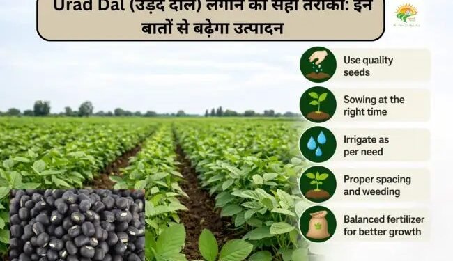 Urad Dal (उड़द दाल) लगाने का सही तरीका: इन बातों से बढ़ेगा उत्पादन