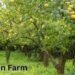 Lemon Farm का बिजनेस प्लान कम लागत, ज्यादा मुनाफा