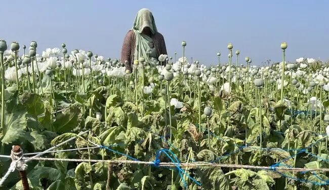 प्यज की फसल के बीच छिपी थी ‘नशे की खेती’, जयपुर में 363 अफीम के पौधे बरामद, किसान गिरफ्तार