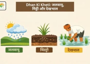 Dhan Ki Kheti: जलवायु, मिट्टी और देखभाल