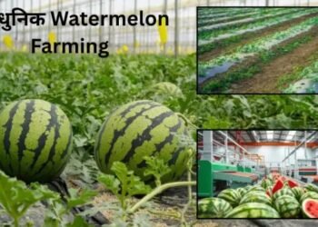 आधुनिक तकनीकों के साथ Watermelon Farming में बढ़ाएं उत्पादन किसानों के लिए संपूर्ण मार्गदर्शिका