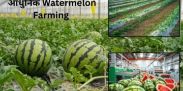 आधुनिक तकनीकों के साथ Watermelon Farming में बढ़ाएं उत्पादन किसानों के लिए संपूर्ण मार्गदर्शिका
