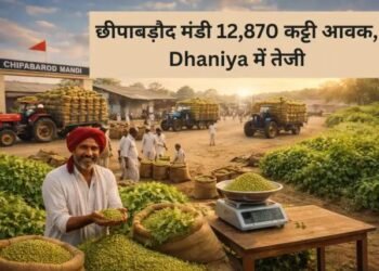 छीपाबड़ौद मंडी 12,870 कट्टी आवक, Dhaniya में तेजी