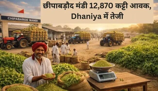 छीपाबड़ौद मंडी 12,870 कट्टी आवक, Dhaniya में तेजी