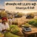 छीपाबड़ौद मंडी 12,870 कट्टी आवक, Dhaniya में तेजी