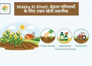 Makka Ki Kheti: बेहतर परिणामों के लिए उन्नत खेती तकनीक