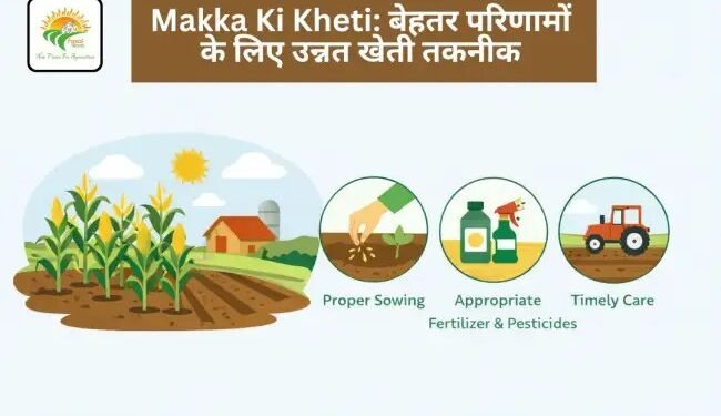 Makka Ki Kheti: बेहतर परिणामों के लिए उन्नत खेती तकनीक