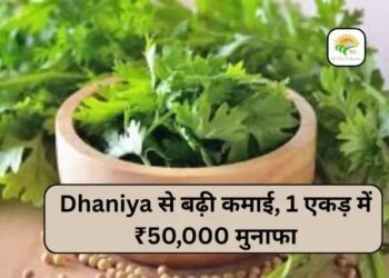Dhaniya से बढ़ी कमाई, 1 एकड़ में ₹50,000 मुनाफा