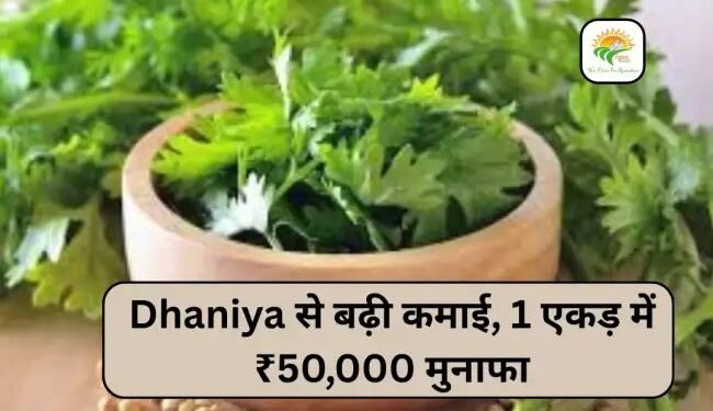 Dhaniya से बढ़ी कमाई, 1 एकड़ में ₹50,000 मुनाफा