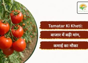 Tamatar Ki Kheti: बाजार में बढ़ी मांग, कमाई का मौका