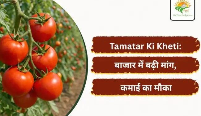 Tamatar Ki Kheti: बाजार में बढ़ी मांग, कमाई का मौका
