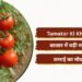 Tamatar Ki Kheti: बाजार में बढ़ी मांग, कमाई का मौका