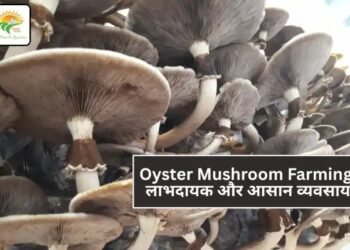 Oyster Mushroom Farming: लाभदायक और आसान व्यवसाय