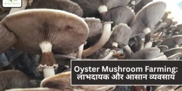 Oyster Mushroom Farming: लाभदायक और आसान व्यवसाय