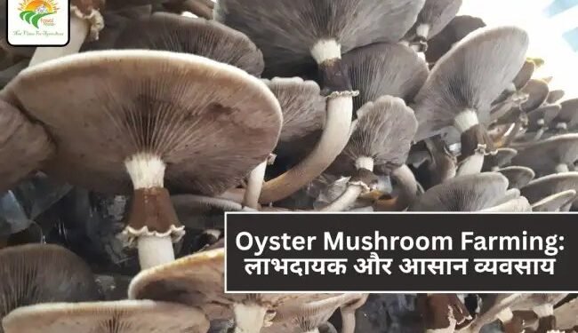 Oyster Mushroom Farming: लाभदायक और आसान व्यवसाय