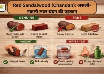 Red Sandalwood (Chandan): असली-नकली लाल चंदन की पहचान