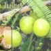 Amla Juice बनाने की आधुनिक तकनीकें सेहत और मुनाफे का राज