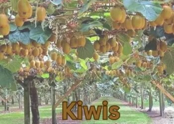 Kiwis Farming in India उन्नत तकनीक और सरकारी योजनाएं पूरी जानकारी