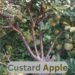 Custard Apple खेती का नया ट्रेंड कम मेहनत में अच्छा मुनाफा
