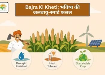 Bajra Ki Kheti: भविष्य की जलवायु-स्मार्ट फसल