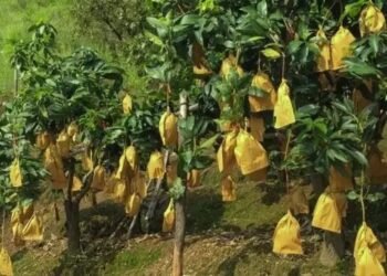 मलिहाबाद में ‘कवच बैग’ का कमाल: आम किसानों की बदलेगी किस्मत, मिलेगा प्रीमियम दाम