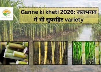 Ganne ki kheti 2026: जलभराव में भी सुपरहिट variety